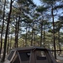 강현면사무소 | [강원도양양캠핑] 바다 앞, 아름다운 숲 속 캠핑장 ‘양양오토캠핑장’
