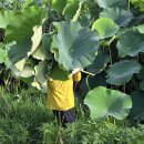 자연산 토종 생연잎 (10장-만원) 이미지