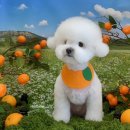 올라펫살롱 이미지