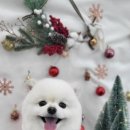 MUNG MOO 이미지