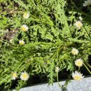 하얀민들레 이미지