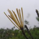 설악산(미시령-공룡능-대청봉-서북능-한계령)-오메, 단풍들었네. 이미지