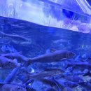 섬진강어류생태관 이미지