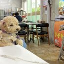 현대애견 이미지