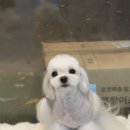 애견미용실 바비펫 이미지