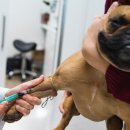 오뜨동물의료센터 이미지