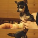 강아지본부 이미지