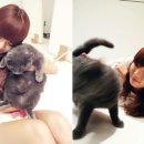 배부른고양이 이미지