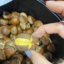 에어프라이어 군밤 만들기 달콤한 밤굽기 이미지