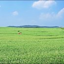 밀밭농장 이미지