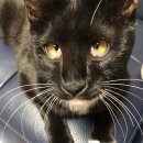 효천동물병원 이미지