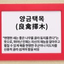 양금택목(良禽擇木) 사자성어 뜻과 의미 이미지