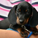 닥스훈트(DACHS HUND) 이미지