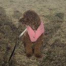 핑크퍼피 | 퍼피갤러리 데이지 빈티지 패딩, 보넷 세트_박람회 구매, 8.6kg 핑크 2XL 착용