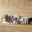 빙고 애견카페 이미지