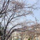 창원 용지호수에 벚꽃이 얼마나 폈을까? 벚꽃 개화 탐사 후기