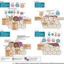Re: 면역항암제(cancer immunotherapy)의 이해 - '암세포와 면역반응' 이미지