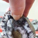 바다향 참전복 이미지