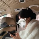 김주현 | 웨딩카 추천 | 올밴 웨딩카 5인승 밴 내돈내산 후기 (김주현 기사님, 견적 신청 방법, 타다/카카오택시...