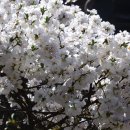 종로-연건-종로-연-257 | 서울 종로 가볼만한곳 여행코스 | 운현궁의 봄 | 서울드라이브코스