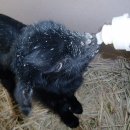 아기염소 이미지