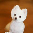 애견미용실 바비펫 이미지