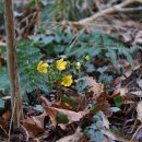 개복수초 donis pseudoamurensis W.T. Wang 종 이미지