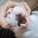 고양이 치은염 치석 효과 본 내돈내산 캣디피 칫솔 치약 후기