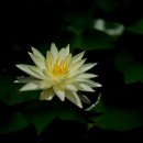 고성상리연꽃공원 이미지