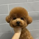 퍼피포유 이미지