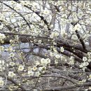 섬진강매화로 이미지