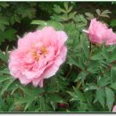 수일여자중학교 이미지