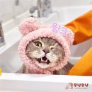 부산고양이미용&호텔 무냥무냥 대연점 | 부산고양이미용호텔 무냥무냥 대연점에서의 특별한 목욕 체험
