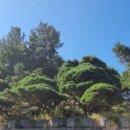 강원효장례문화원 이미지