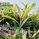 조흥농장 이미지