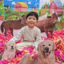 동물농장 이미지