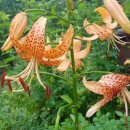 자미원농장 이미지