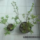 영농조합법인 팔조령 이미지