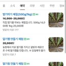 양주 옥정 하나농원 딸기 따기 체험 후기