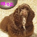 코카 이미지