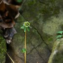 변산바람꽃(변이,녹화)길마가지나무 꽃 이미지