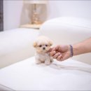 유앤미펫 강아지분양 고양이분양 위례점 이미지