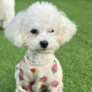 도그스테이 이미지