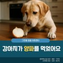 강아지가 양파를 먹었어요