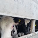 태양렉카 이미지