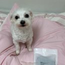 행복하개 희희멍멍 이미지