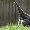 큰개미핥기 [Giant Anteater] 이미지