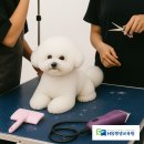 HS빌딩 | 🐶반려견스타일리스트의 꿈, HS평생교육원(에이치에스평생교육원)에서 현실이 되다!