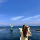 해리애견 | 애견동반 1박2일 여행코스 포항애견동반식당 애견동반카페 애견카페 해리샵 데이토나풀빌라 러블랑댕댕파크
