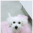 닥터팬더 동물병원 이미지